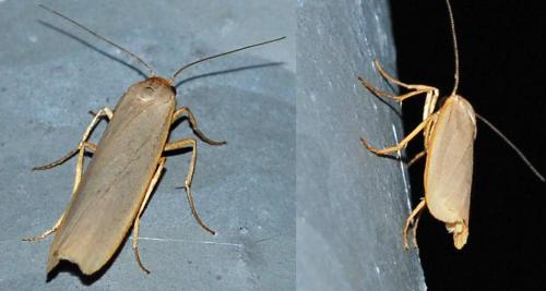 Réf. 46 072 : Eilema caniola