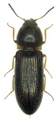 Pheletes quercus