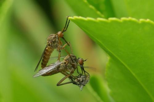 Réf. 46 089 : Empis livida