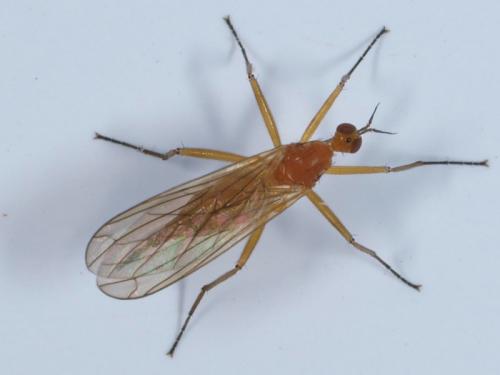 Empis lutea