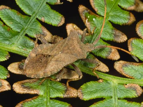 Coreus marginatus