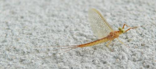 Potamanthus luteus