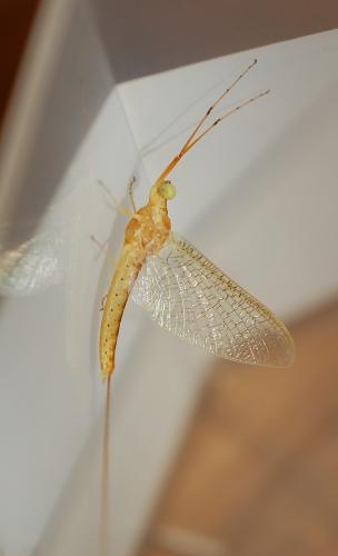 Potamanthus luteus