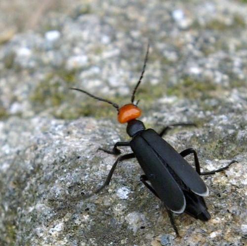 Epicauta sp.