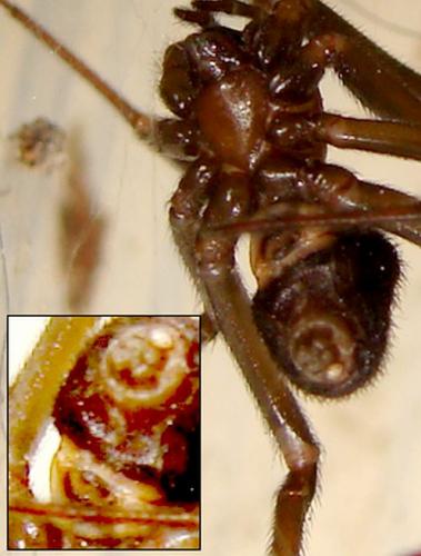 Steatoda sp.