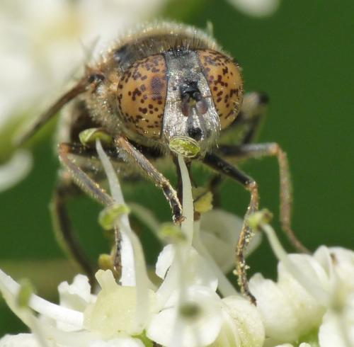 Réf. 46 677 : Eristalinus sepulchralis
