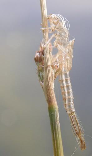 Erythromma lindenii