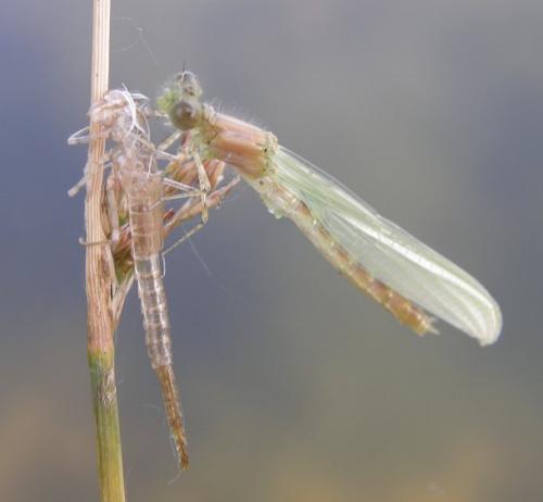 Réf. 46 444 : Erythromma lindenii