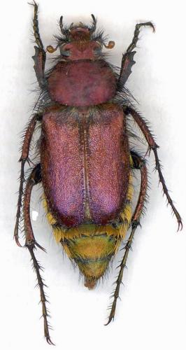 Eulasia papaveris