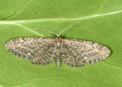 Réf. 46 230 : Eupithecia vulgata