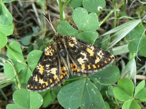 Réf. 46 455 : Eurranthis plummistaria