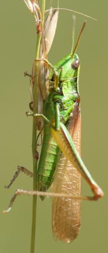 Réf. 46 939 : Euthystira brachyptera