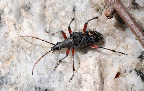 Evodinus clathratus