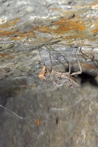 Macromia splendens