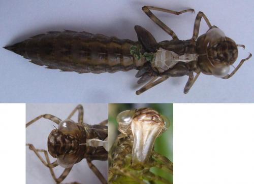 Aeshna cyanea