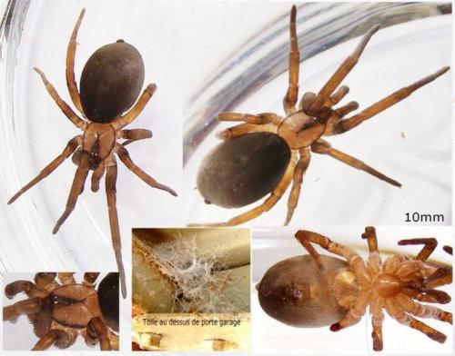 Filistata insidiatrix