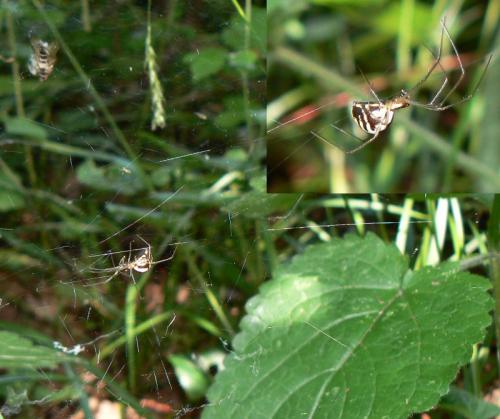 Réf. 46 114 : Neriene radiata