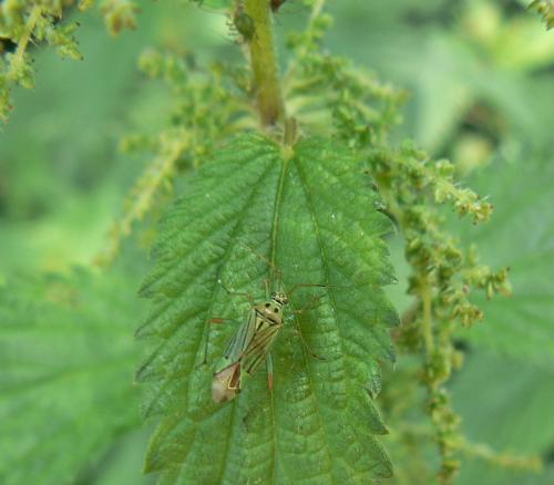 Réf. 46 402 : Mermitelocerus schmidtii