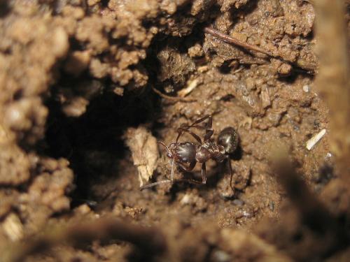 Formica sp.