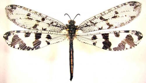 Palpares nigrescens