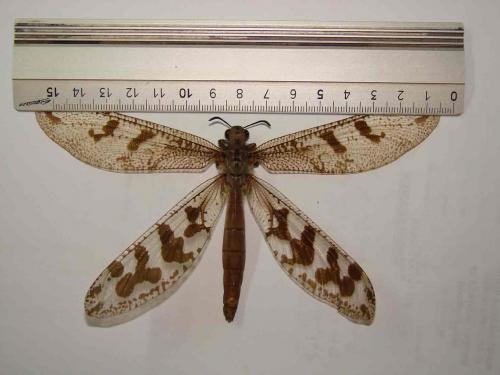 Palpares cephalotes