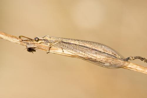 Réf. 46 667 : Macronemurus appendiculatus