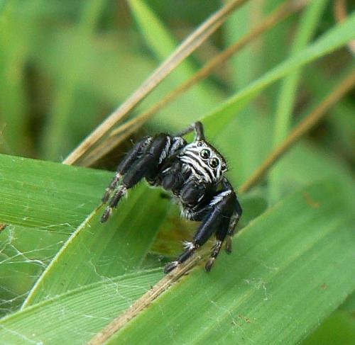 Evarcha arcuata