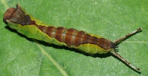 Réf. 46 987 : Cerura sp.
