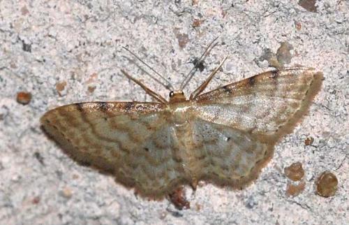Idaea fuscovenosa