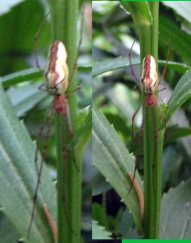 Tetragnatha sp.