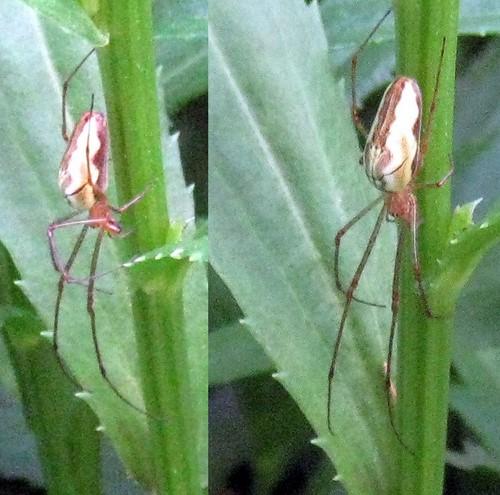 Tetragnatha sp.