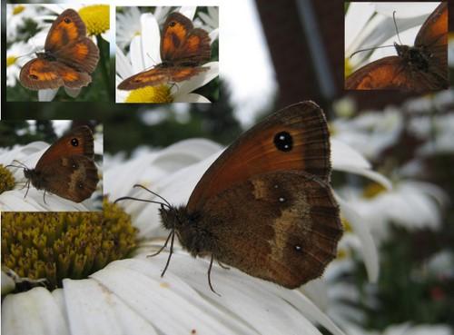 Pyronia tithonus
