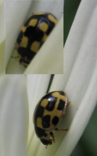 Propylea quatuordecimpunctata