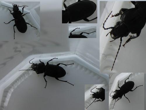 Réf. 46 983 : Pterostichus sp.