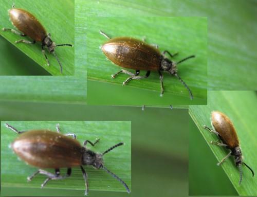 Lagria sp.