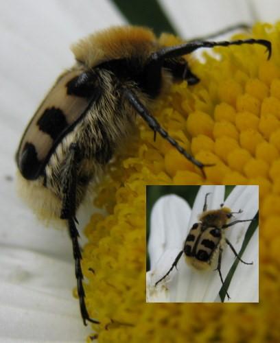 Réf. 46 506 : Trichius sp.