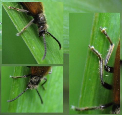 Lagria sp.