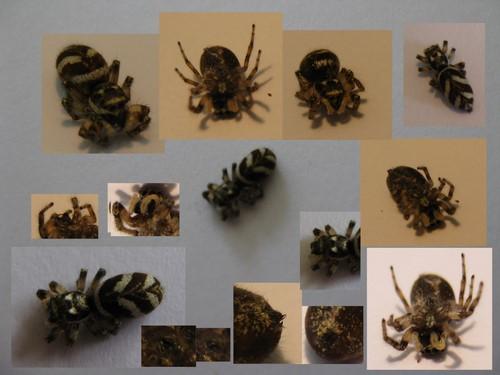 Salticus scenicus