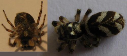 Salticus scenicus