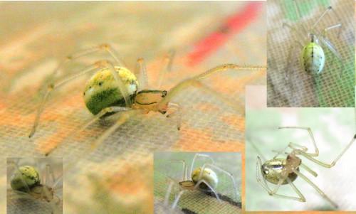 Enoplognatha sp.