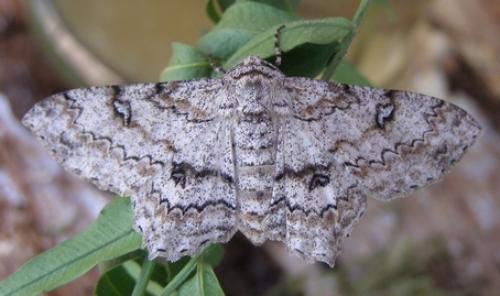 Réf. 46 609 : Ascotis selenaria
