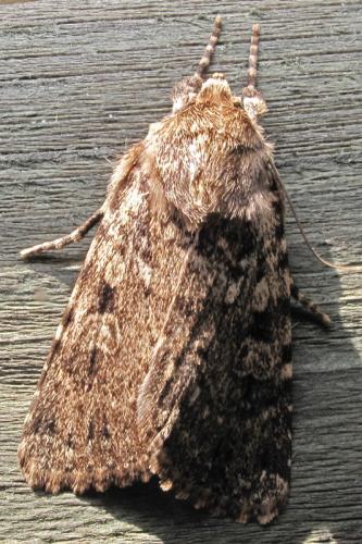Hadula sp.