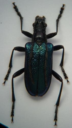 Gaurotes virginea