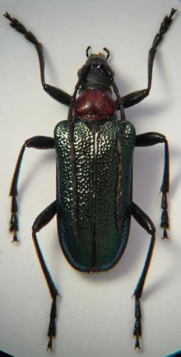 Gaurotes virginea