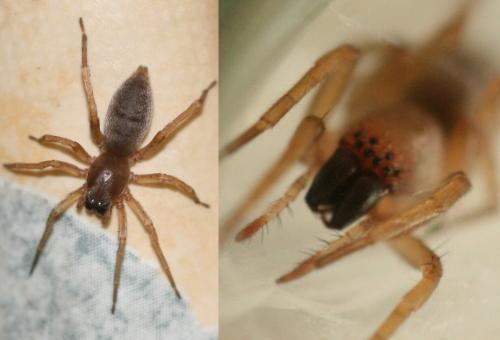 Clubiona sp.