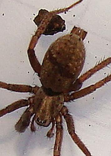 Réf. 46 770 : Nomisia sp.