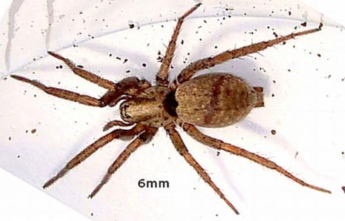 Réf. 46 772 : Nomisia sp.