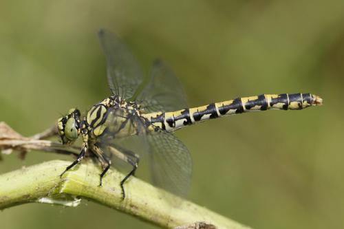 Réf. 46 886 : Onychogomphus forcipatus