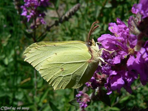 Gonepteryx rhamni