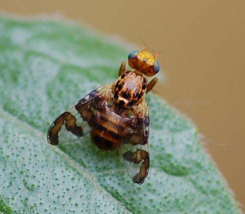 Goniglossum wiedemanni